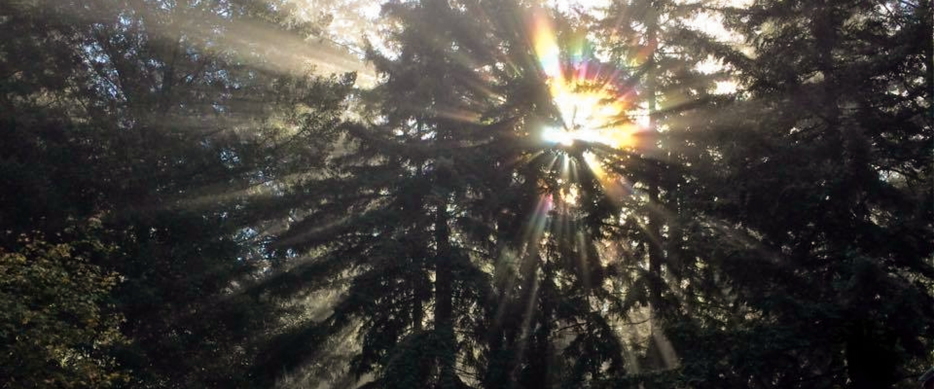 Sunlight streaming through redwood trees